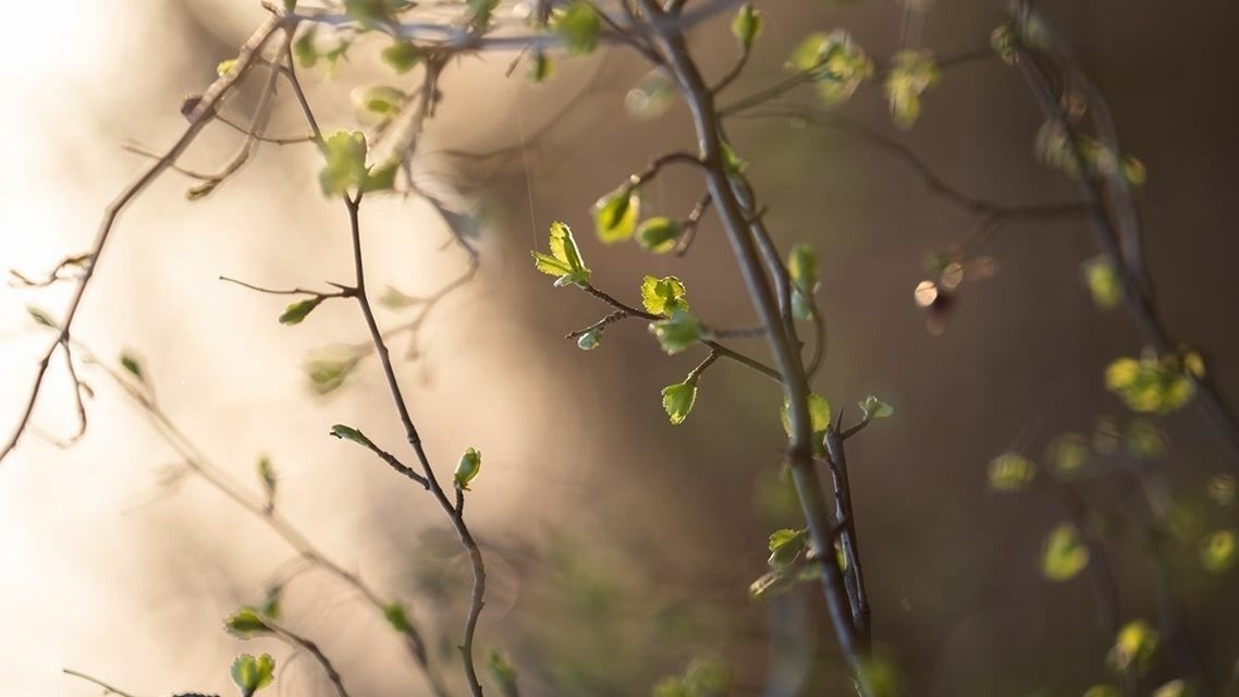 Изображение баннера